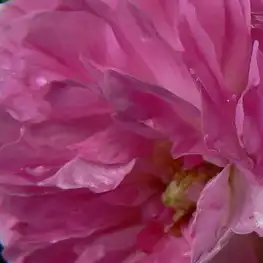 Comanda trandafiri online - Roz - Alb - trandafiri vechi de gradină - trandafir cu parfum discret - Rosa Geschwinds Orden - Rudolf Geschwind - ,-